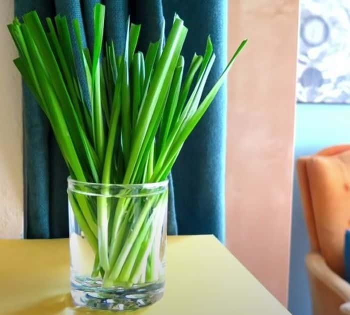 Mason jar planting tutorial for beginners