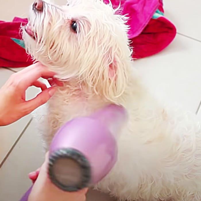 How To Groom A Dog At Home - Home Grooming For Your Pet - Easy Dog Clipping Techniques