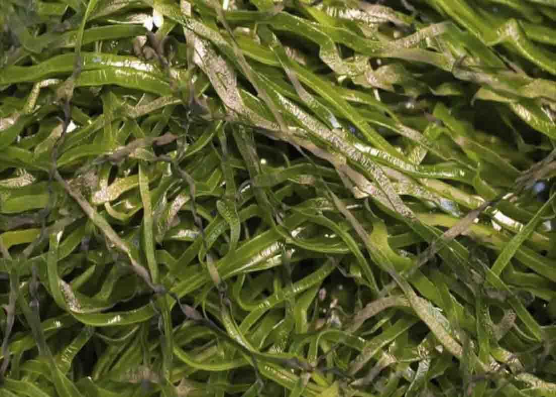 Consuming sea kelp to help you grow thick hair