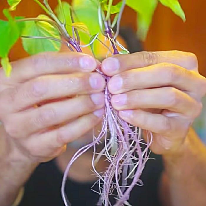 How To Grow Sweet Potatoes From Slips - Easy Potato Growing Ideas - How To Grow Your Own Food
