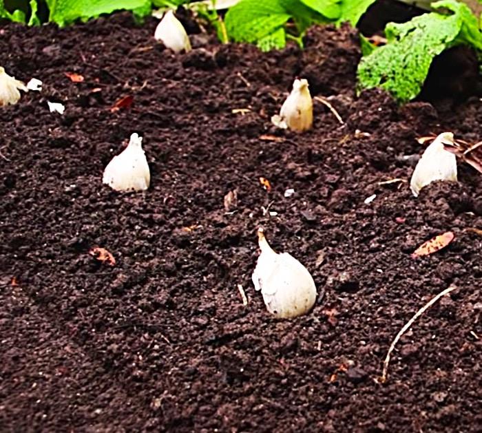 Learn To Plant Garlic- Grow Your Own Garlic - Homegrown Garlic