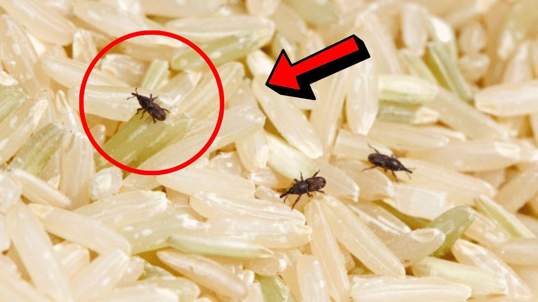 How to Get Rid of Weevils in Rice or Other Food