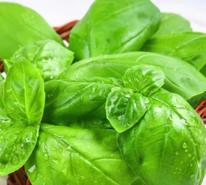How to Have Endless Supply of Herbs