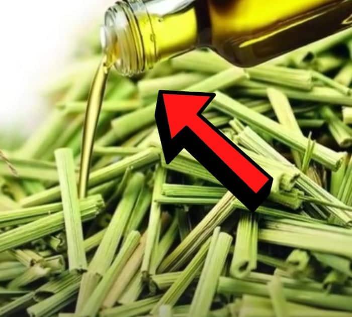 Easy House Flies Repellant