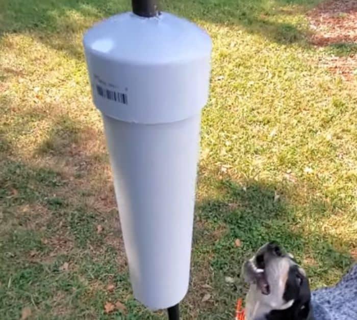 How to Keep Squirrels Away From Bird Feeders