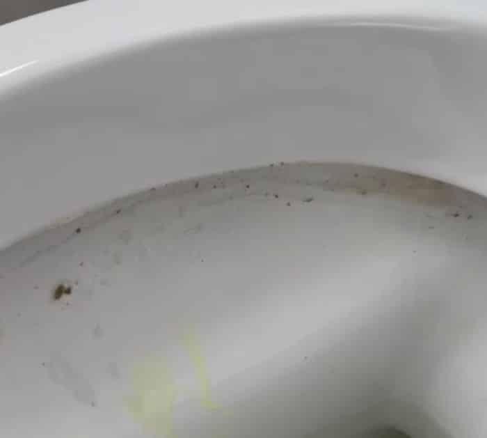 How to Clean Your Toilet Like a Pro