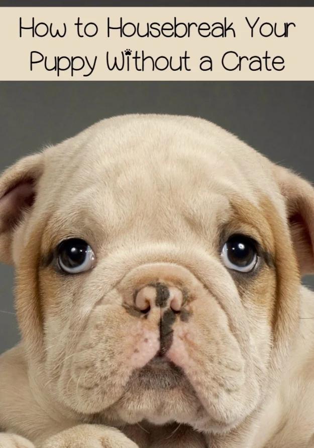 Photo titled How To Housebreak Your Puppy Without A Crate over a cream English bulldog puppy on a grey background