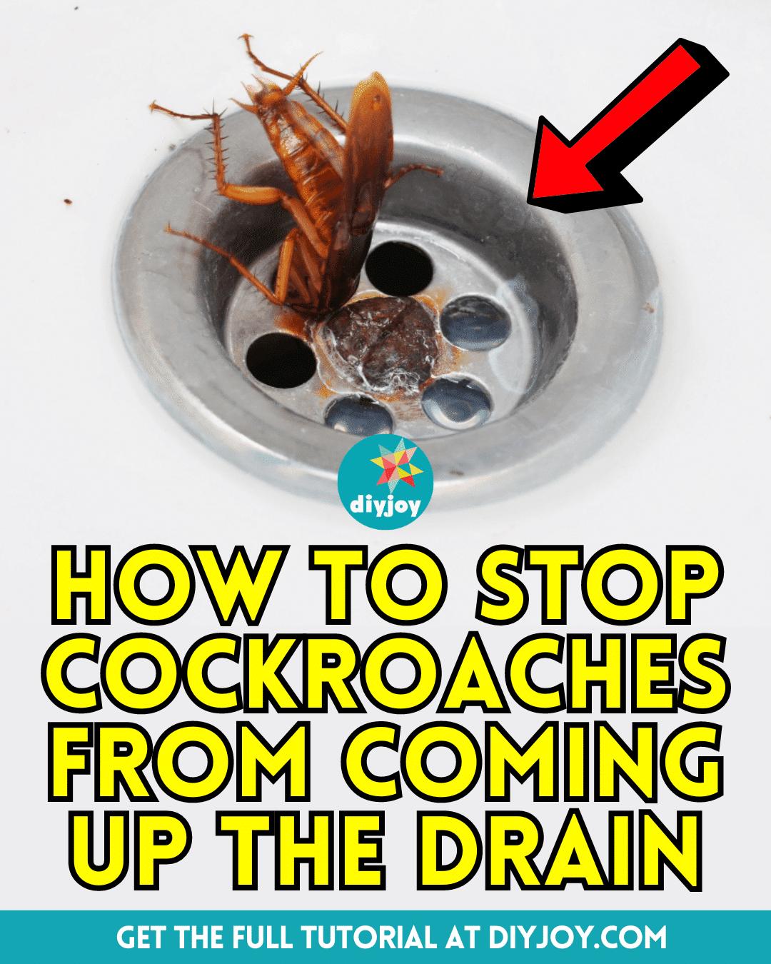 How To Stop Cockroaches From Coming Up The Drain