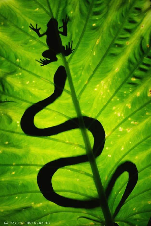 Wildlife photography at home, a small frog silhouetted on a stem casting a curling shadow on a backlit leaf