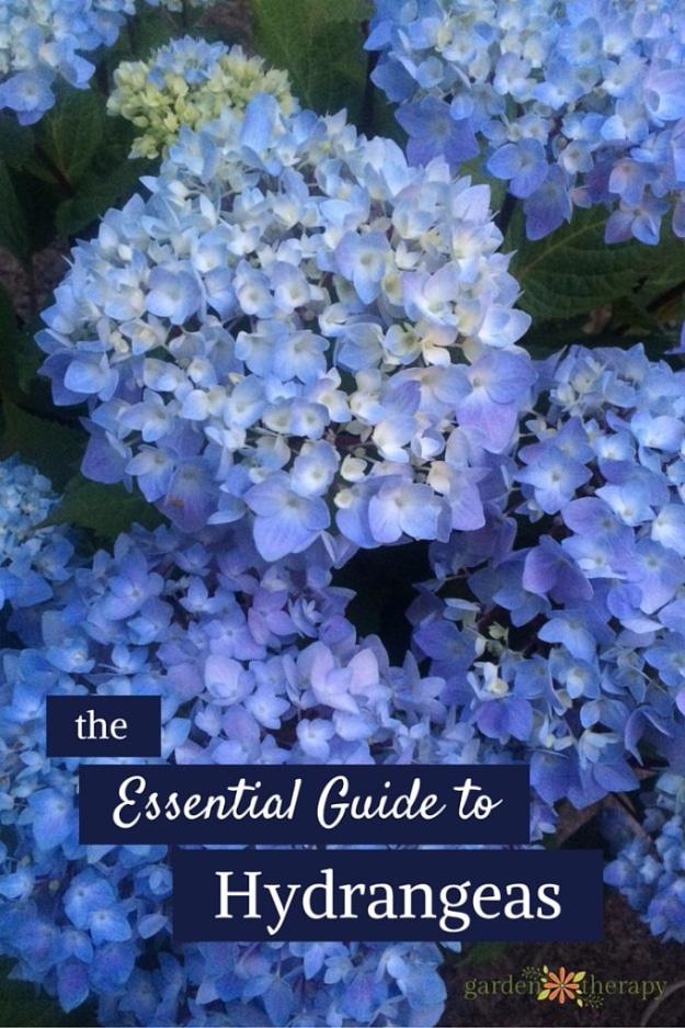 Large pale blue hydrangea mophead in full bloom with green leaves, titled the Essential Guide to Hydrangeas