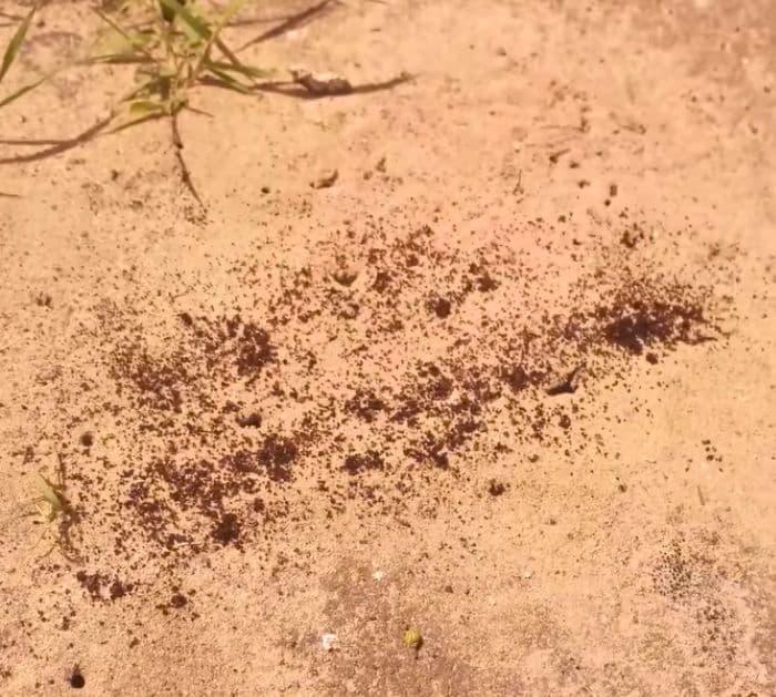 How To Get Rid of Ants With Coffee Grounds