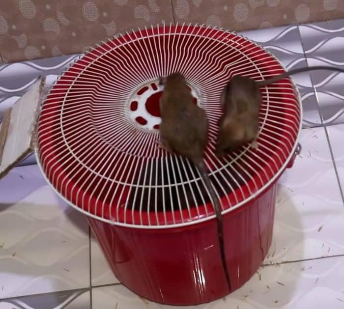 Easy To Make DIY Mouse Trap