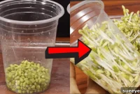 Grow Fresh Bean Sprouts In Any Plastic Cup