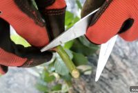 Grow Gorgeous Roses Fast From Cuttings