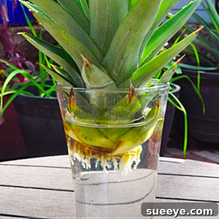 Grow Food At Home - How To Grow Pineapples - Easy Fruit Garden Ideas