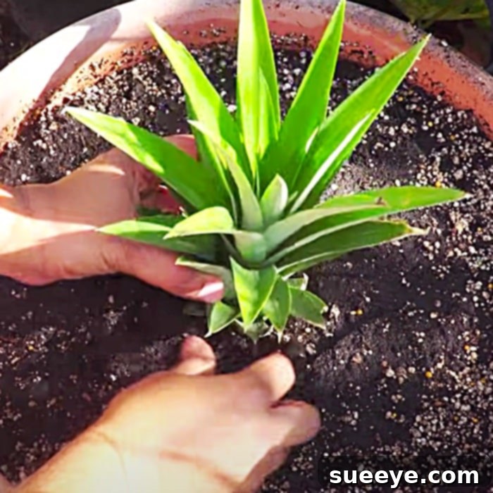 How To Grow Pineapples In Containers - Easy Way To Grow Pineapple Tops - How To Regrow A Pineapple From A Pineapple Top