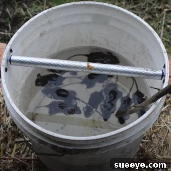 DIY Peanut Butter Mouse Trap Water Bucket Plunge 2 How to Catch Rats and Mice With Peanut Butter Covered Pole, A Bucket or Can and Water - Viral YouTube Tutorial Video