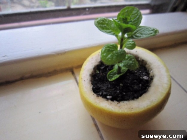Citrus Peel Seed Starters Eco-friendly citrus peel starter pots for germinating seedlings