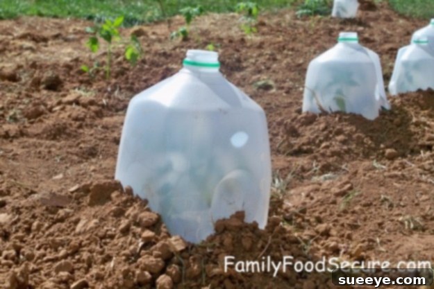 Milk Jug Hot Caps DIY milk jug hot caps to protect young plants from frost and pests