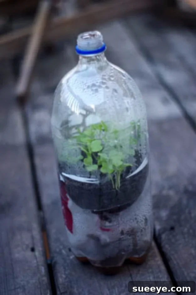 Soda Bottle Mini Greenhouses DIY soda bottle mini greenhouses for seed starting and plant protection