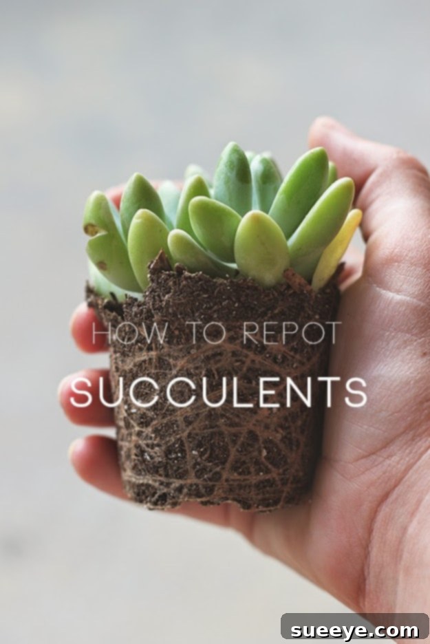 Easy Succulent Repotting Simple and easy techniques for repotting succulents without damage