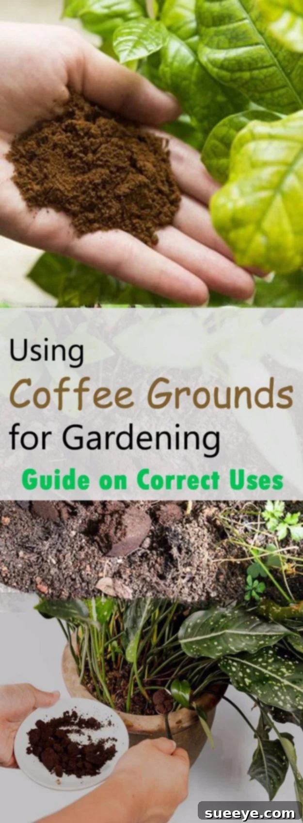Coffee Grounds for Pest Control Natural pest control in gardens using coffee grounds for slugs and snails