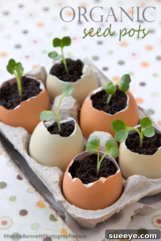 Egg Shell Seed Starters Eco-friendly eggshell seed starters for gardening seedlings