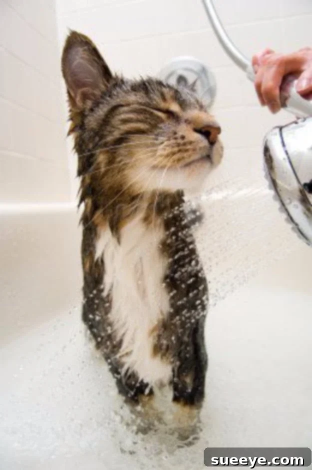 Gentle techniques to bathe your cat without getting scratched Tips for Bathe Your Cat Without Being Clawed To Death, stress-free methods