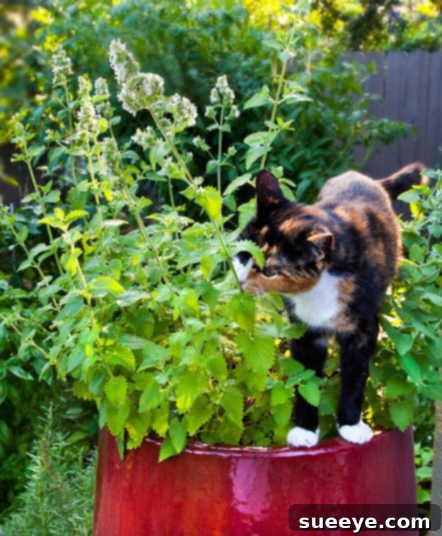 Tips for growing your own catnip at home Grow Your Own Catnip for fresh, stimulating treats for your cat