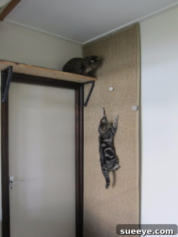 Build an engaging climbing wall for your feline Climbing Wall For Cats: vertical enrichment and exercise solution