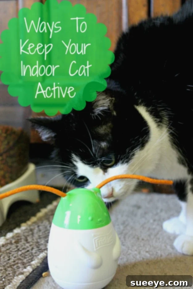 Tips to keep your indoor cat active and healthy 4 Ways To Keep Your Indoor Cat Active, promoting health and preventing boredom