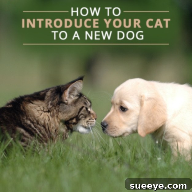 Guide to introducing your cat to a new dog Properly Introduce Your Cat To A New Dog, ensuring a smooth transition