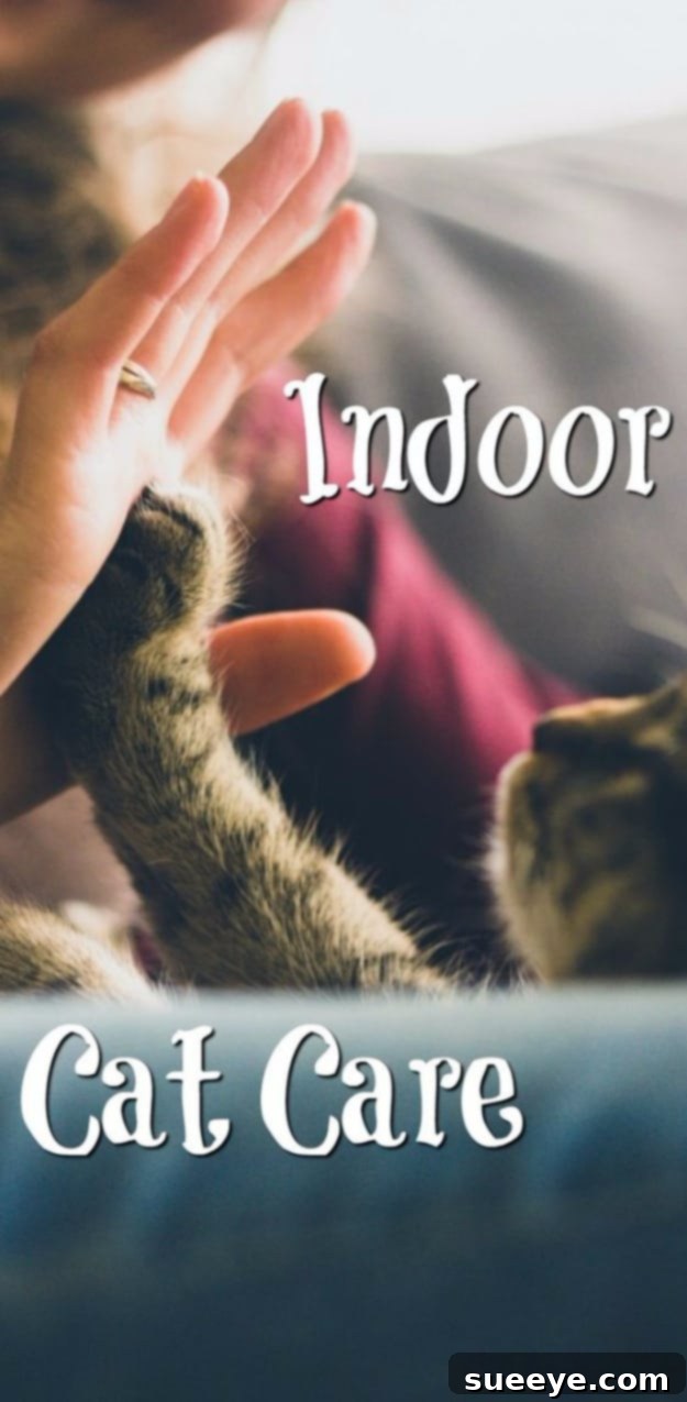 Essential tips for complete indoor cat care Indoor Cat Care comprehensive guide for health, happiness, and enrichment