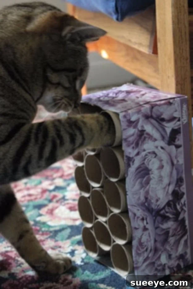 Make an easy and engaging cat mystery box Easy Cat Mystery Box for mental stimulation and interactive play