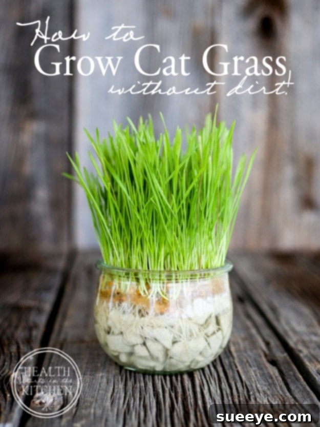 Easy DIY: Grow cat grass without dirt Grow Cat Grass Without Dirt using hydroponics for a clean indoor garden