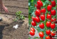 Cultivating Robust Tomato Plants