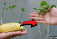 The Banana Secret to Luscious Lemons