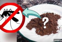 Natural Ways To Banish Mosquitoes From Your Home