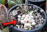 Unlock the Hidden Potential of Used Tea Bags