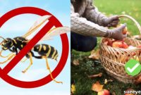 Banish Wasps Naturally: 10 Effective Methods