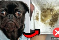 Dog Odor Gone: How to Keep Your Home Smelling Fresh
