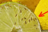 Quick Fix to Eliminate Pesky Fruit Flies