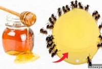 Protect Your Sweetness: Ant-Proofing Your Honey Jars