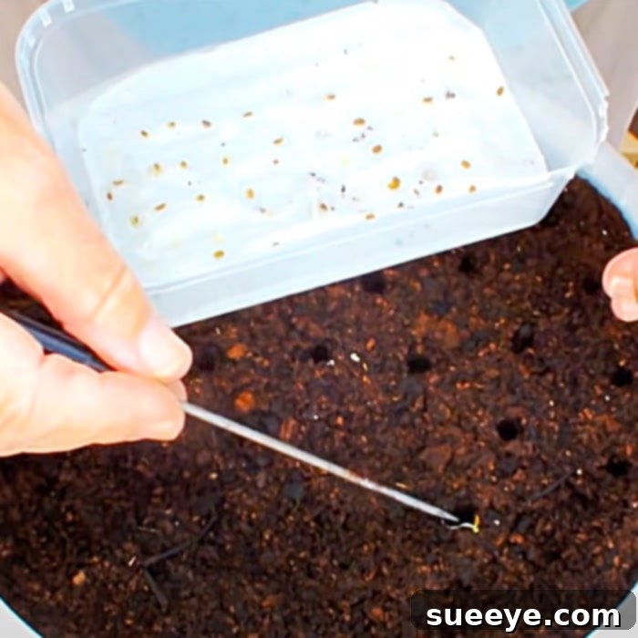 From Pail to Plate: Growing Carrots in Small Spaces 2 How To Grow Vegetables At Home - Easy Veg Growing - How To Grow Carrots