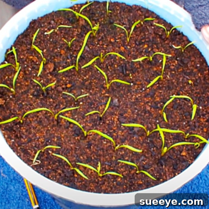 From Pail to Plate: Growing Carrots in Small Spaces 3 How To Grow Carrots In A Bucket - Easy Ways To Grow Carrots - Grow Vegetables At Home