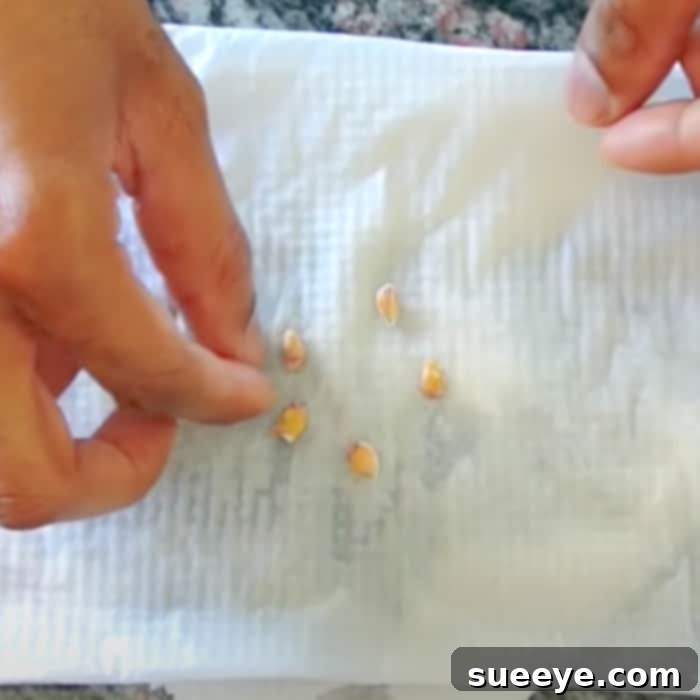Grow Your Own Lemon Tree from Seed 2 How To Grow A Lemon tree From Seeds - Easy Way To Harvest Lemon Seeds - Seed Storage ideas