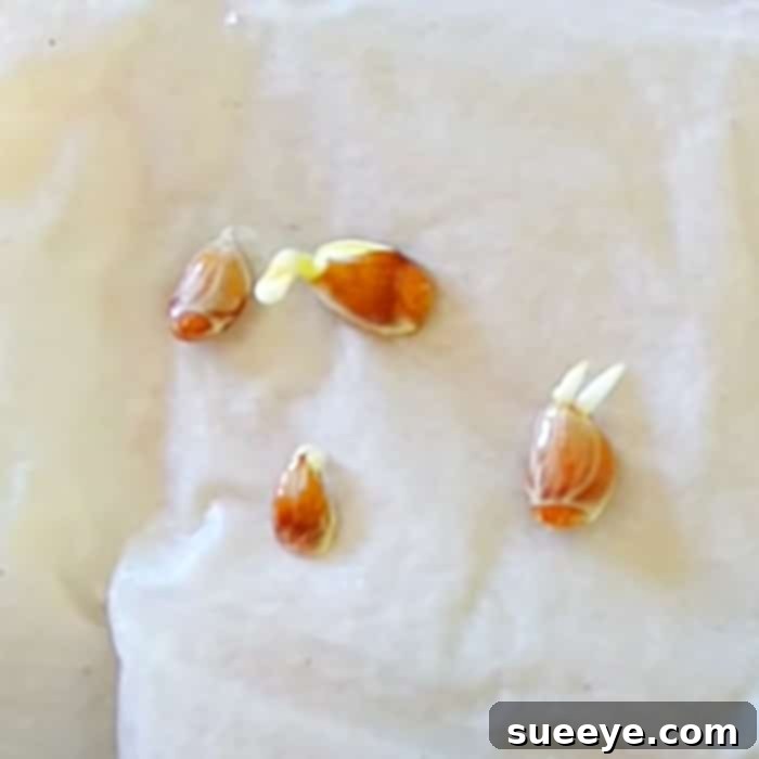 Grow Your Own Lemon Tree from Seed 3 How To Grow A Lemon tree From Seeds - Easy Way To Harvest Lemon Seeds - Seed Storage Ideas