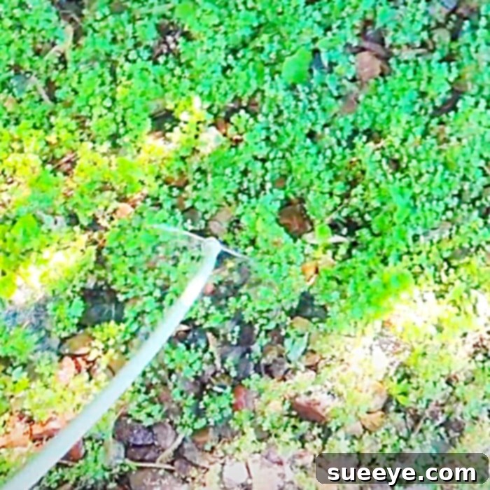 Eco-Friendly Homemade Weed Solution 2 How to Kill Weeds Naturally - Easy Herbicide Recipe - DIY Non Toxic Weed Killer