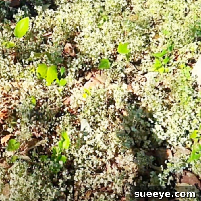 Eco-Friendly Homemade Weed Solution 3 DIY Weed Killer Recipe - How To make Non Toxic Weed Killer - Vinegar Hacks