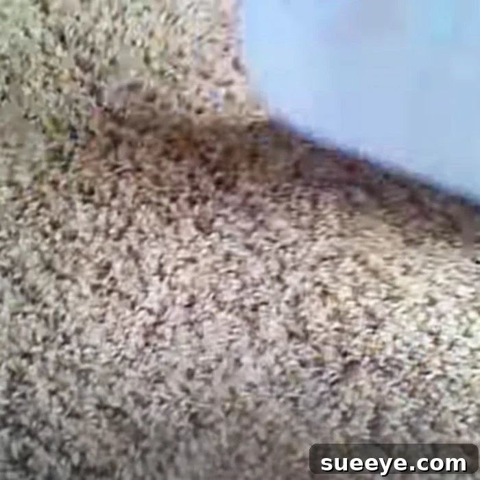 The Steam Iron Hack For Spotless Carpets 3 Easy Ways To Clean Carpet - How To Clean Stains From Carpet - Remove Stains With Peroxide And A Steam Iron